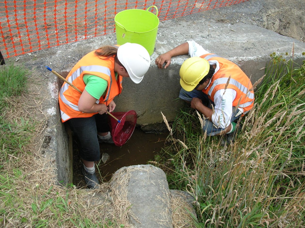 Dowse to Petone Interchange Environmental Managementcover image.
